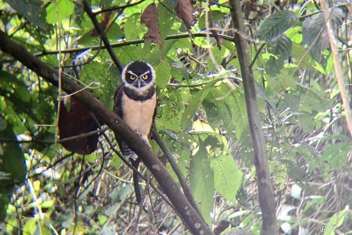 La Fortuna Birdwatching Experience: Guided Rainforest Birding Near Arenal Volcano photo 2