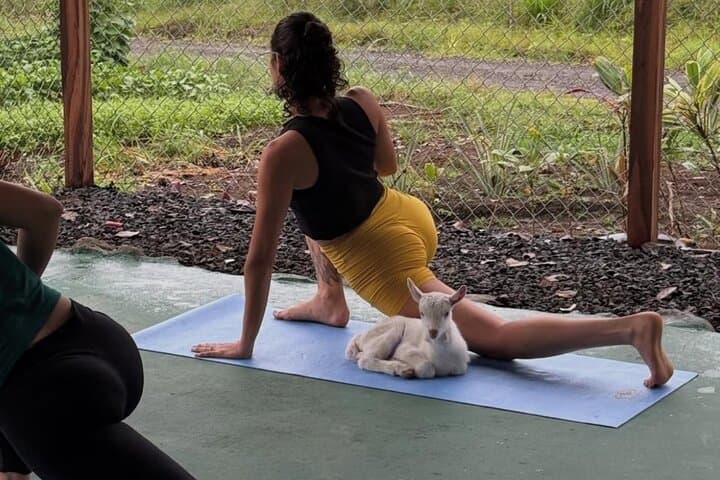 Goat Yoga with Arenal Volcano Views: Outdoor Wellness in La Fortuna