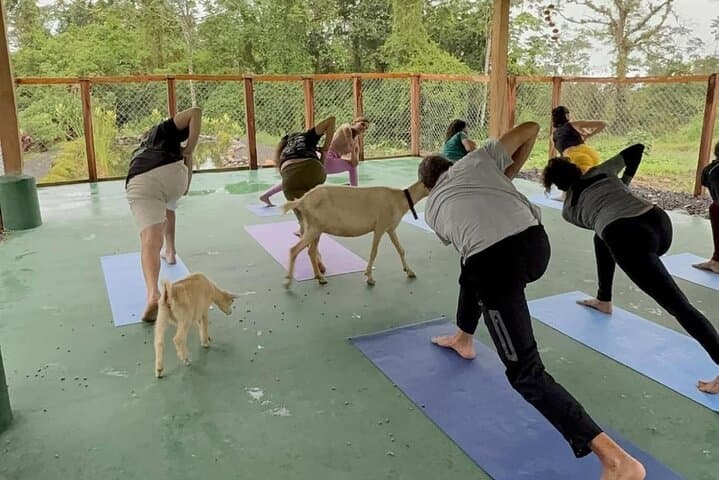 Goat Yoga with Arenal Volcano Views: Outdoor Wellness in La Fortuna photo 2