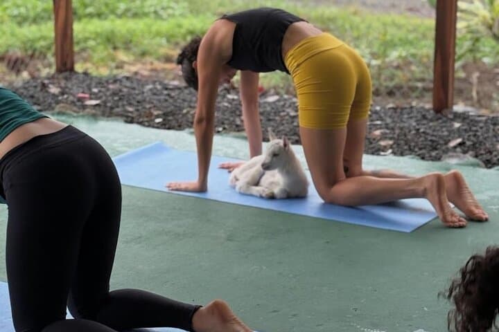 Goat Yoga with Arenal Volcano Views: Outdoor Wellness in La Fortuna photo 3