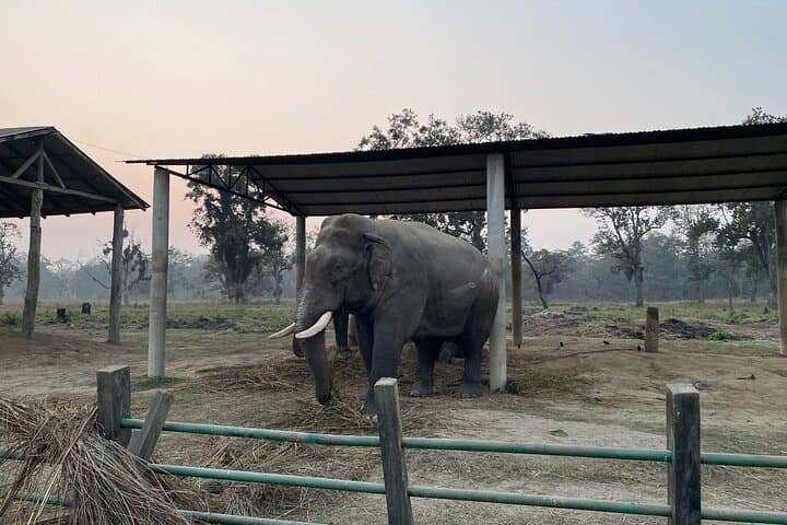 Chitwan Jungle Safari 2N3Days: Rhino Safaris, Canoes & Tharu Culture
