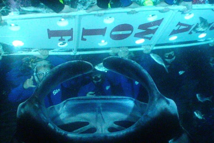 Experience the Thrill of Manta Ray Night Snorkeling off Kona Coast photo 3