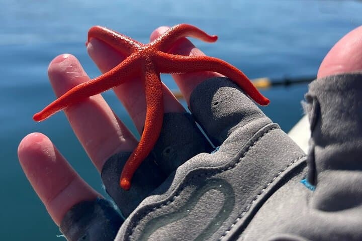 Half-Day Family Paddle and Hike to Turn Island — San Juan Islands Adventure photo 3
