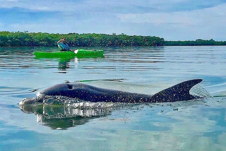 Guided Kayak Tour of Shell Key Preserve: Mangrove Tunnels, Seagrass & Beach Time photo 1