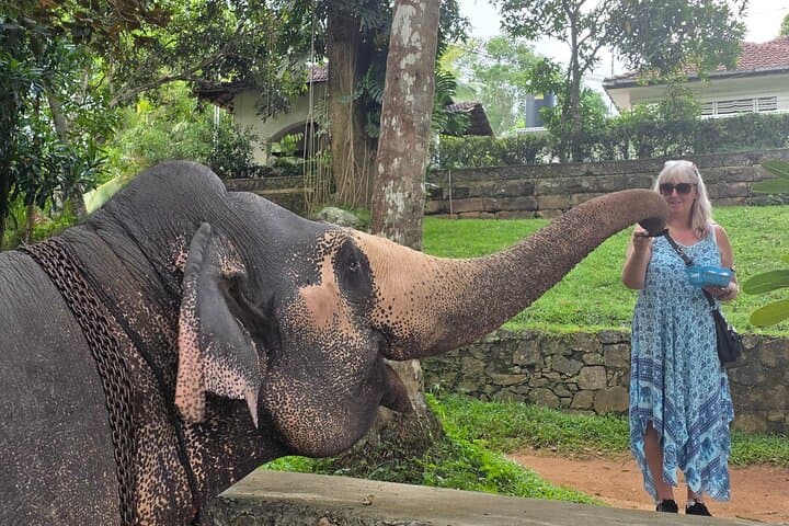 Kandy Full-Day Private Tour: Elephants, Tea & Cultural Treasures