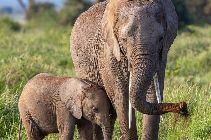 7-Day Tanzania Safari: Tarangire, Ngorongoro Crater & Serengeti Wildlife photo 5