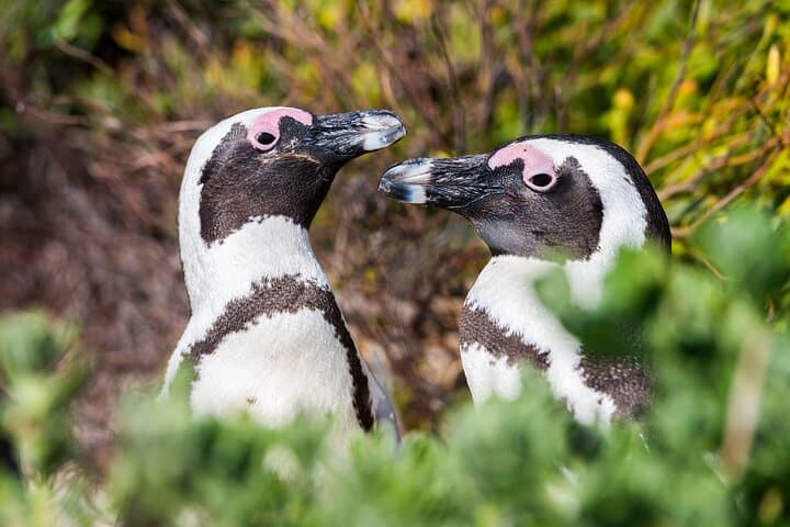 Cape Point & Boulders: A Day at the Edge of Africa — Cape of Good Hope Small-Group Tour photo 2