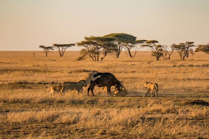 3-Day Serengeti & Ngorongoro Camping Safari — Small-Group Budget Game Drive photo 2