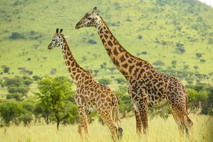 3-Day Serengeti & Ngorongoro Camping Safari — Small-Group Budget Game Drive photo 3
