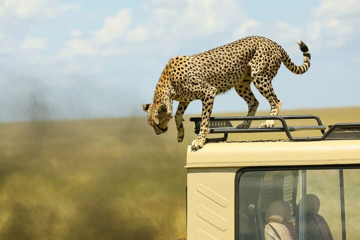 3-Day Serengeti & Ngorongoro Camping Safari — Small-Group Budget Game Drive photo 4