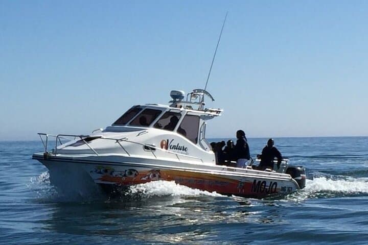 Walvis Bay Dolphin & Seal Catamaran Cruise — Marine Wildlife & Oyster Tasting photo 1