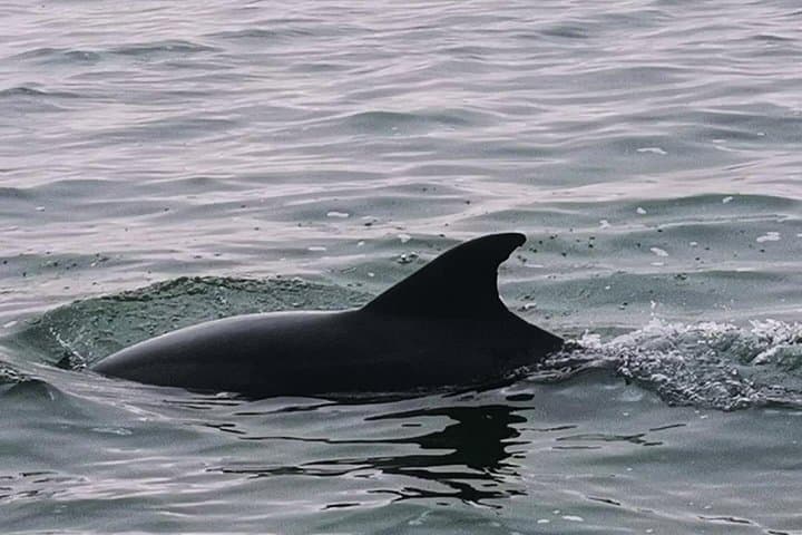 Walvis Bay Dolphin & Seal Catamaran Cruise — Marine Wildlife & Oyster Tasting photo 2