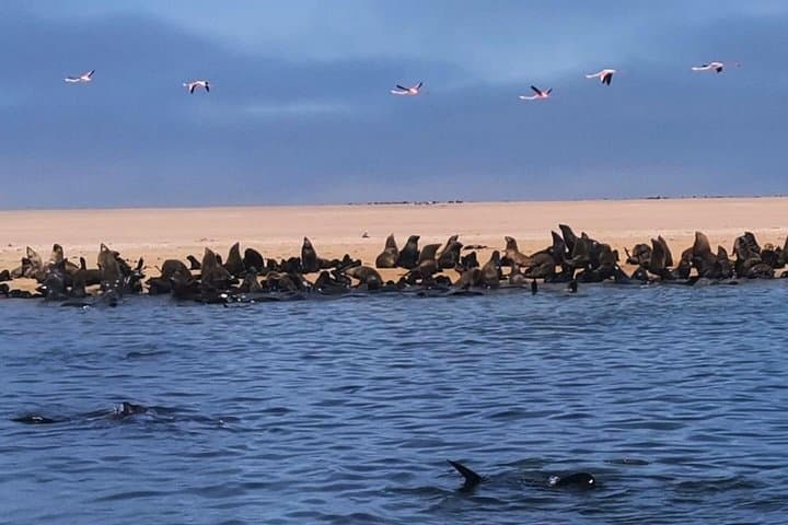Walvis Bay Dolphin & Seal Catamaran Cruise — Marine Wildlife & Oyster Tasting photo 3