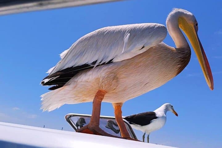 Walvis Bay Dolphin & Seal Catamaran Cruise — Marine Wildlife & Oyster Tasting photo 4