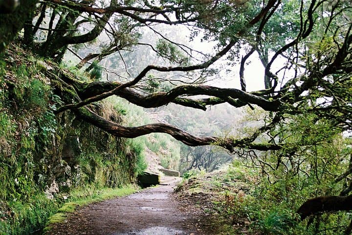 Rabacal Lakes and Fountains: Hike the 25 Fontes Levada in Madeira photo 5