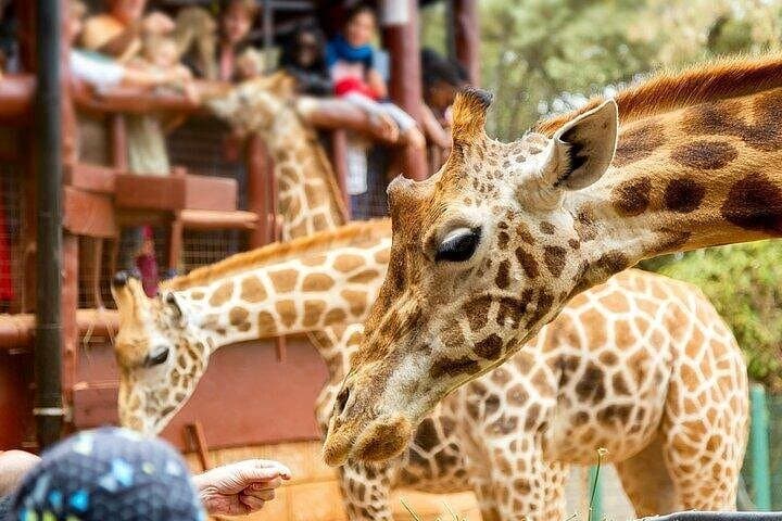 Nairobi Cultural Circuit: Karen Blixen, Giraffe Center, Beads & Bomas Day Tour photo 2