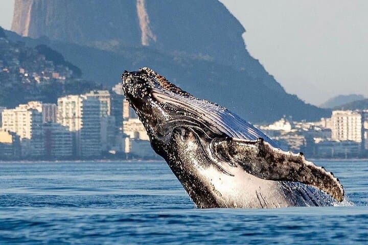 Snorkel Tijuca Islands: Whale Watching & Turtle Swim from Rio photo 4