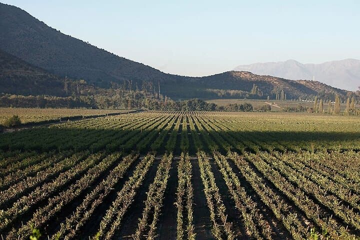 Maipo Valley Wine Experience: Cousiño Macul & Santa Rita Full-Day Tour photo 4