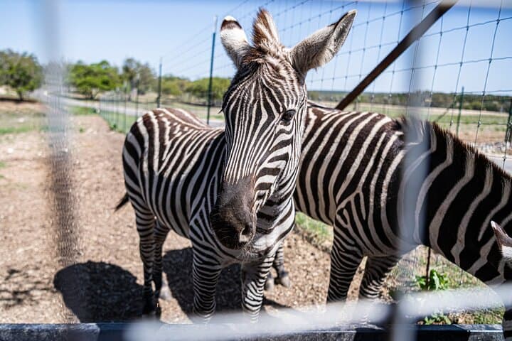 Fredericksburg Game Farm Safari and Wine Tasting: A Texas Ranch Wildlife Experience