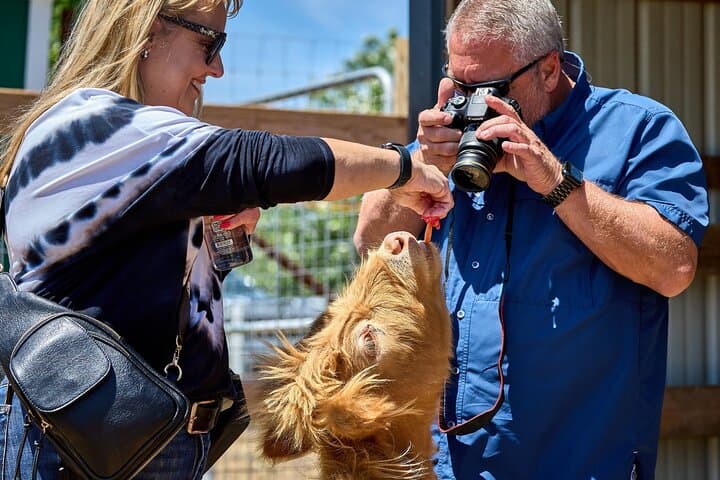 Cow Cuddling With Pumpkin at Grapetown Vineyard — Fredericksburg Farm Experience photo 4