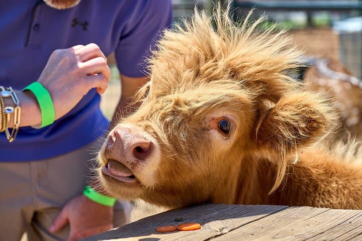 Cow Cuddling With Pumpkin at Grapetown Vineyard — Fredericksburg Farm Experience photo 5