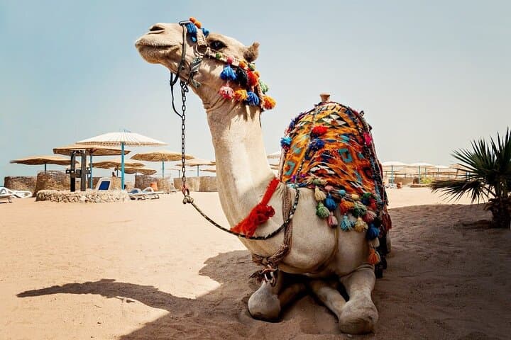 Hurghada Desert Camel Riding Tour with Hotel Transfer — 1-Hour Ride