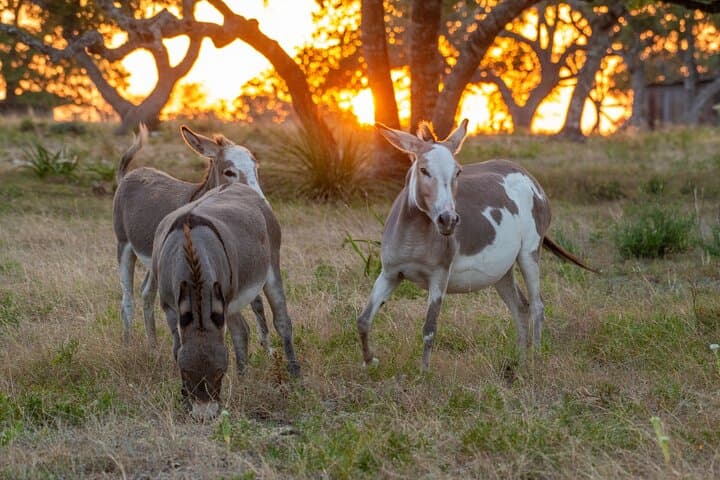 Fredericksburg Game Farm Safari and Wine Tasting: A Texas Ranch Wildlife Experience photo 2