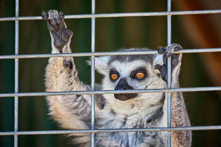 Fredericksburg Game Farm Safari and Wine Tasting: A Texas Ranch Wildlife Experience photo 3
