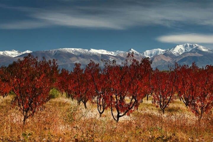 Cordon del Plata & Uco Valley Day Trip from Mendoza