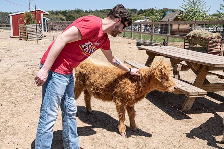 Cow Cuddling With Pumpkin at Grapetown Vineyard — Fredericksburg Farm Experience