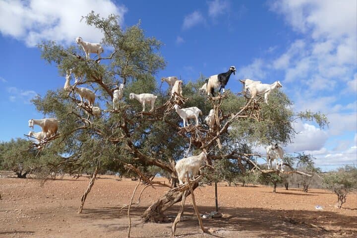 Agadir Tree-Climbing Goats: Argan Oil Tours & Rural Excursions