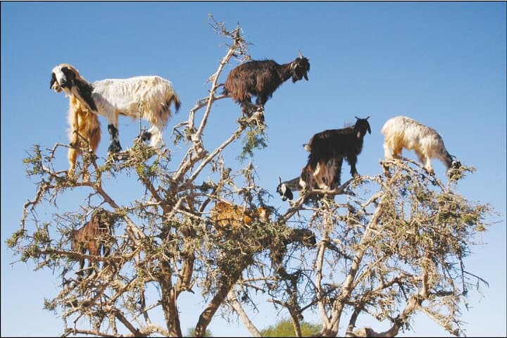 Agadir Tree-Climbing Goats: Argan Oil Tours & Rural Excursions photo 2