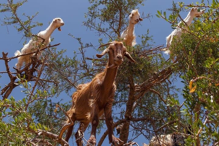 Agadir Tree-Climbing Goats: Argan Oil Tours & Rural Excursions photo 3