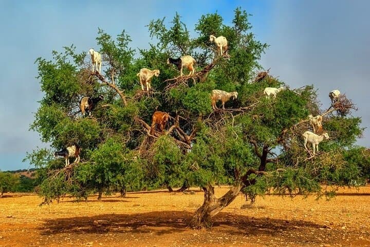 Agadir Tree-Climbing Goats: Argan Oil Tours & Rural Excursions photo 4