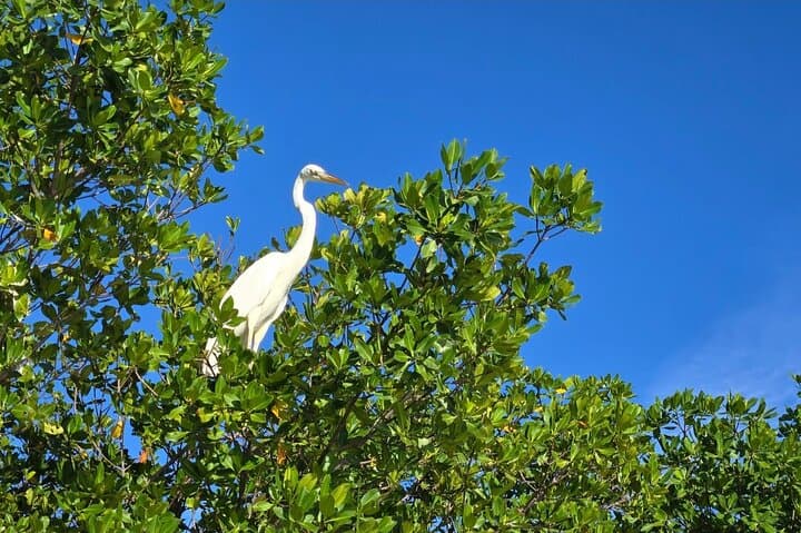 Florida Keys Kayak & Paddleboard Rentals — Self-Guided Mangrove Tours in Key West photo 2