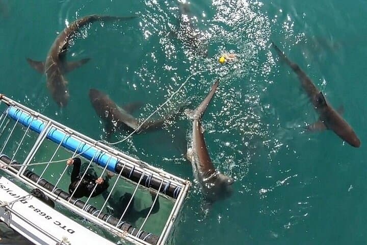 Cape Town Shark Cage Diving: Up-Close Great White Encounters photo 3
