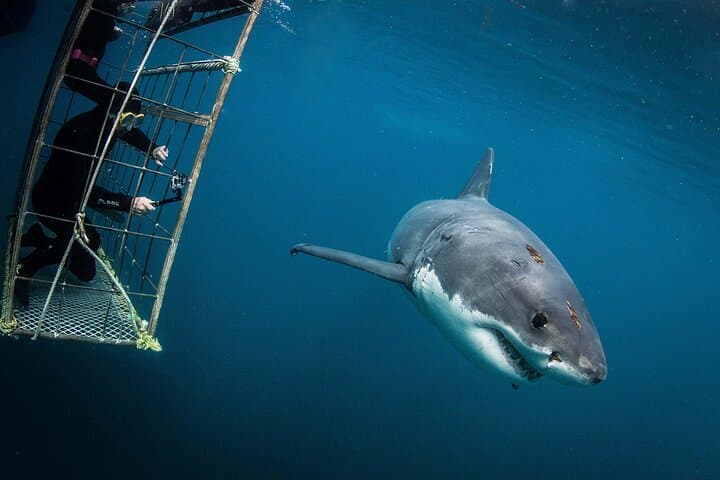 Cape Town Shark Cage Diving: Up-Close Great White Encounters photo 4