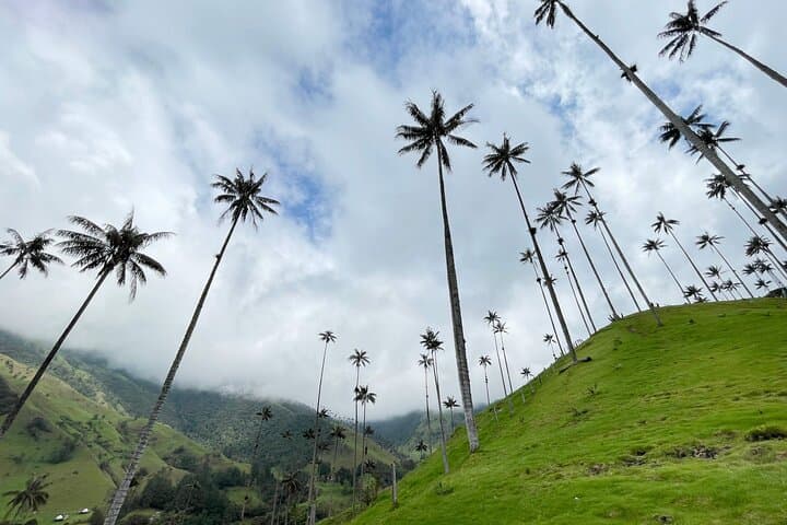 Cocora Valley Shared Tour from Salento: Wax Palms, Jeep Willys & Short Hikes photo 4