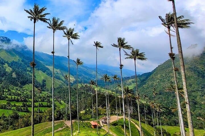 Cocora Valley Shared Tour from Salento: Wax Palms, Jeep Willys & Short Hikes photo 2