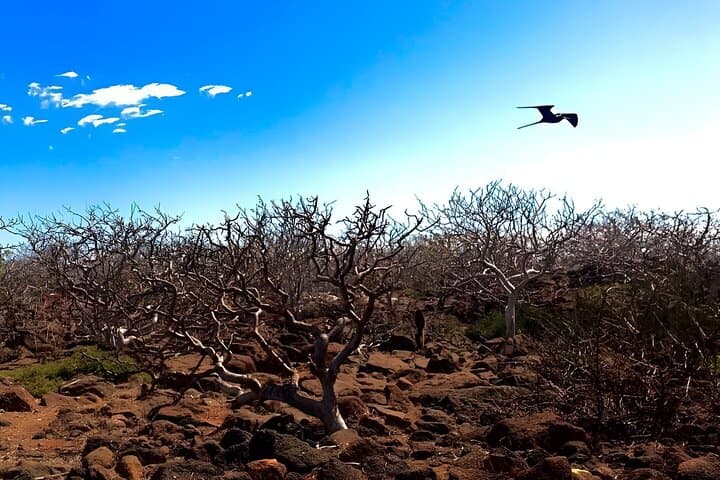 Bartolomé Island Yacht Adventure: Hike Pinnacle Rock & Snorkel with Galápagos Wildlife photo 5