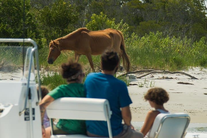 Private Assateague Pony Cruise from Ocean City: 1-Hour Skiff Charter photo 2