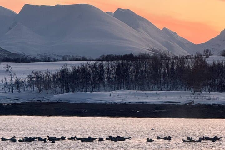 Luxury Polar Fjord Sailing from Tromsø: Stella Oceana Lunch Cruise photo 5