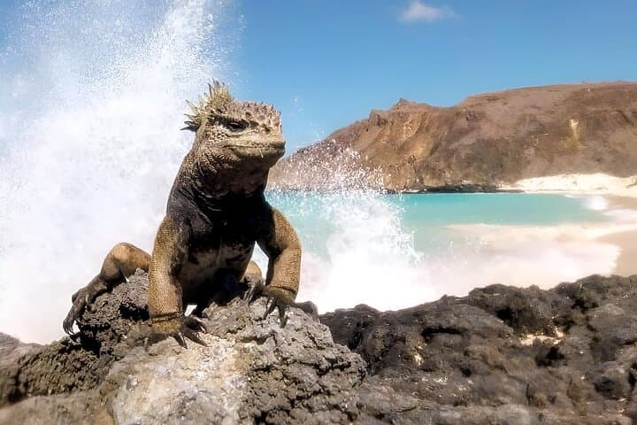 San Cristóbal Snorkel 360: Kicker Rock, Bahía Rosa Blanca & Punta Pitt Day Trip photo 4