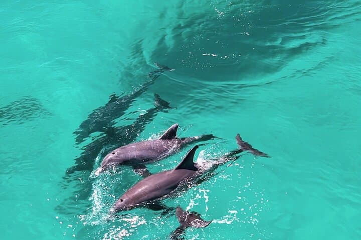 Panama City Beach Sunset Dolphin Cruise & Snorkel Adventure photo 3