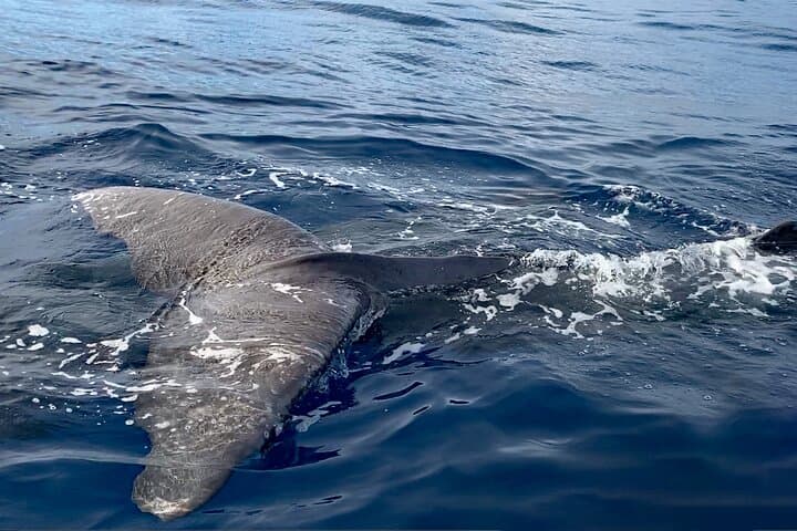 Madeira Private Yacht Charter: Whale Watching, Snorkeling & Sunset Cruises photo 5