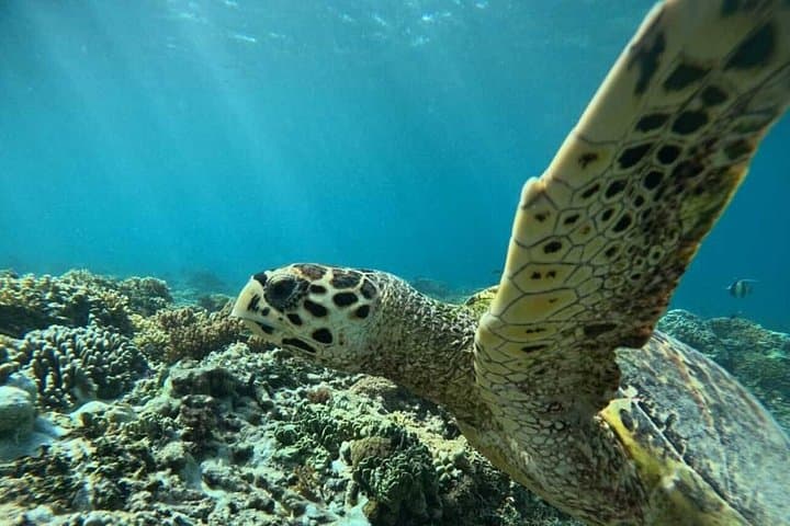 Private Gili Islands Snorkeling Tour: Gili Air, Meno & Trawangan photo 4