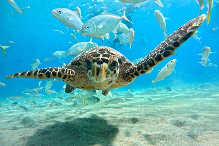 Snorkel with Sea Turtles at Daaibooi Beach — Curaçao Guided Tour photo 6
