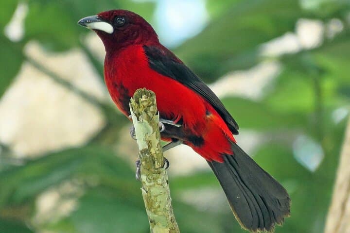 Birdwatching on Pipeline Road: Gamboa Discovery Center Day Trip photo 4