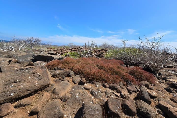 North Seymour Birdwatching and Snorkeling Day Trip from Santa Cruz photo 5