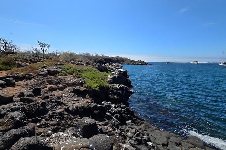 North Seymour Birdwatching and Snorkeling Day Trip from Santa Cruz photo 6